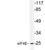 eIF4E Antibody in Western Blot (WB)