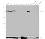 ITGA3 Antibody in Western Blot (WB)