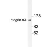 ITGA3 Antibody in Western Blot (WB)