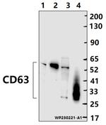 CD63 Antibody in Western Blot (WB)