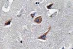 IL-12 p35 Antibody in Immunohistochemistry (Paraffin) (IHC (P))