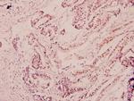 NF-H Antibody in Immunohistochemistry (Paraffin) (IHC (P))