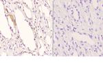 APOE Antibody in Immunohistochemistry (Paraffin) (IHC (P))