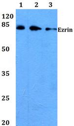 Ezrin Antibody in Western Blot (WB)