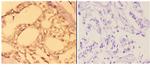 c-Abl Antibody in Immunohistochemistry (Paraffin) (IHC (P))