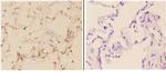 c-Abl Antibody in Immunohistochemistry (Paraffin) (IHC (P))