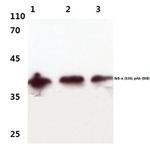 IkB alpha Antibody in Western Blot (WB)