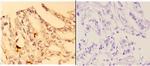 4EBP1 Antibody in Immunohistochemistry (Paraffin) (IHC (P))