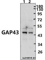 GAP43 Antibody in Western Blot (WB)