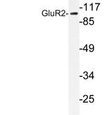 GluR2 Antibody in Western Blot (WB)