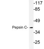 PGC Antibody in Western Blot (WB)