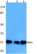 ASCL1 Antibody in Western Blot (WB)