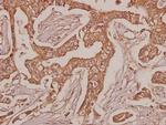 RPSA Antibody in Immunohistochemistry (Paraffin) (IHC (P))