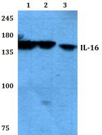 IL-16 Antibody in Western Blot (WB)