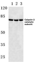 Calpain 2 Antibody in Western Blot (WB)