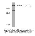 CD171 Antibody in Western Blot (WB)