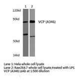 VCP Antibody in Western Blot (WB)