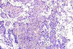 AMPK alpha-1 Antibody in Immunohistochemistry (Paraffin) (IHC (P))