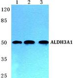 ALDH3A1 Antibody in Western Blot (WB)