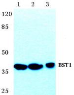 BST-1 Antibody in Western Blot (WB)