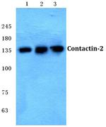 Contactin 2 Antibody in Western Blot (WB)