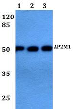 AP2M1 Antibody in Western Blot (WB)