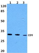 CD9 Antibody in Western Blot (WB)