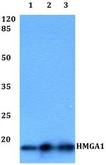 HMGA1 Antibody in Western Blot (WB)