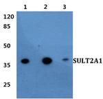 SULT2A1 Antibody in Western Blot (WB)