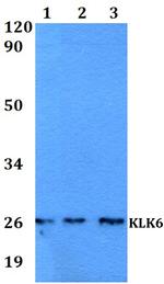 Kallikrein 6 Antibody in Western Blot (WB)