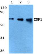 M-CSF Antibody in Western Blot (WB)