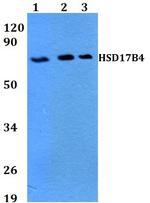 HSD17B4 Antibody in Western Blot (WB)