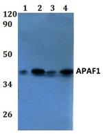 APAF1 Antibody in Western Blot (WB)