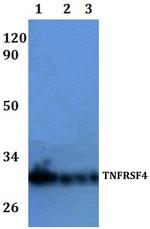 OX40 Antibody in Western Blot (WB)