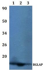 Osteocalcin Antibody in Western Blot (WB)