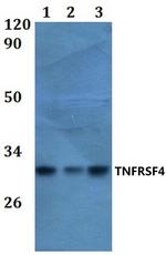 OX40 Antibody in Western Blot (WB)