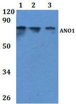 DOG-1 Antibody in Western Blot (WB)