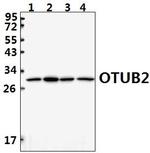 OTUB2 Antibody in Western Blot (WB)