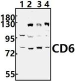 CD6 Antibody in Western Blot (WB)