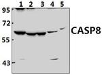 Caspase 8 Antibody in Western Blot (WB)