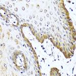 VIP Antibody in Immunohistochemistry (Paraffin) (IHC (P))