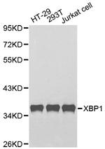 XBP1 Antibody in Western Blot (WB)