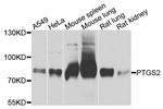 COX2 Antibody in Western Blot (WB)