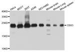 HP1 gamma Antibody in Western Blot (WB)