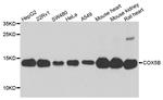 COX5B Antibody in Western Blot (WB)