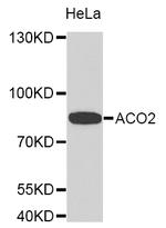 Aconitase 2 Antibody in Western Blot (WB)