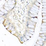 Carboxypeptidase A1 Antibody in Immunohistochemistry (Paraffin) (IHC (P))