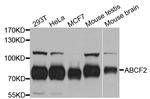 ABCF2 Antibody in Western Blot (WB)