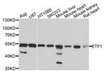 eRF1 Antibody in Western Blot (WB)