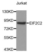 AGO2 Antibody in Western Blot (WB)